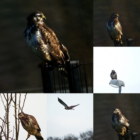 collage buizerd
