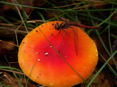Libelle op oranje paddestoel