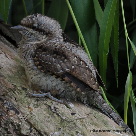 Eurasian Wryneck, Jynx torquilla - Spechten (Picidae)