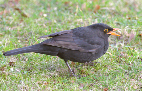 Merel in het gras