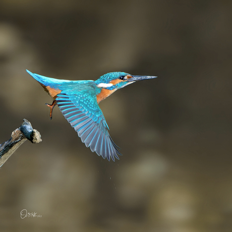 ijsvogel man