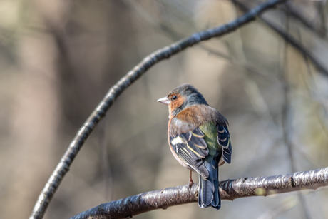 Vink ( Adult, man)