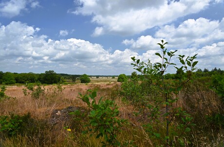Holtingerveld