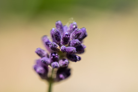 Lavendel