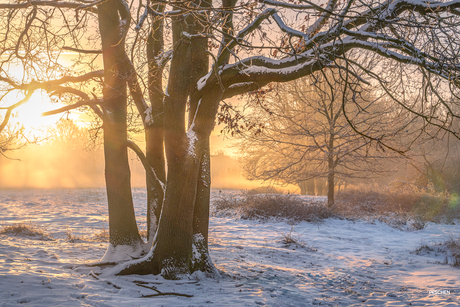 golden winter light