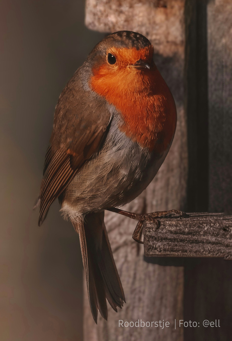 Het Roodborstje,  je grootste tuinvriend.