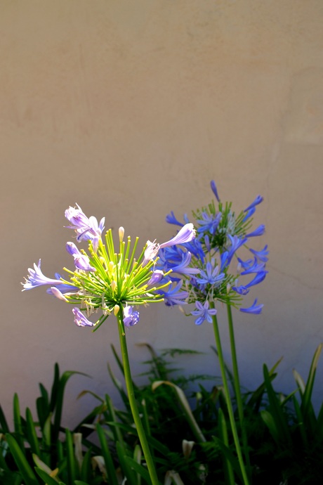 Agapanthus in zonlicht 