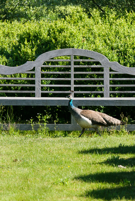 Graceful pheasant walk