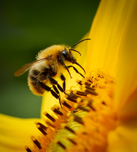 Akker hommel op zonnebloem.