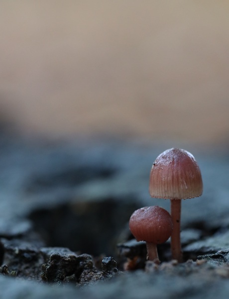 De gezusters paddenstoel