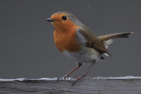 roodborstje op onze schutting