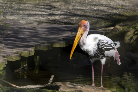 kraanvogel