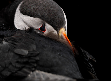 Close up van een papegaaiduiker