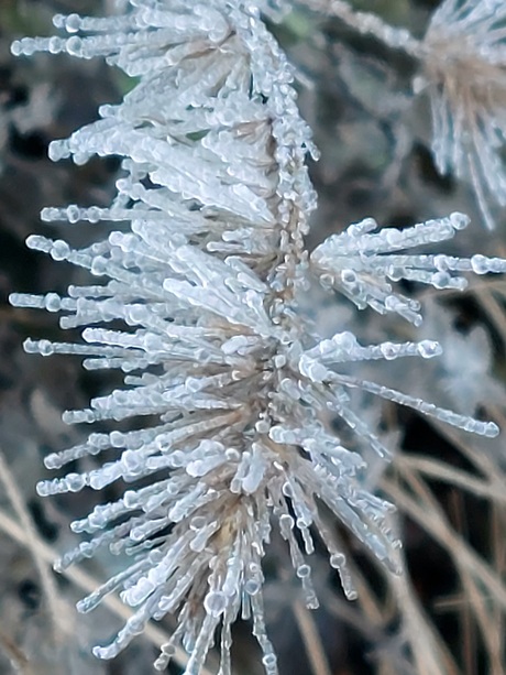 Koningwinter is ook mooi