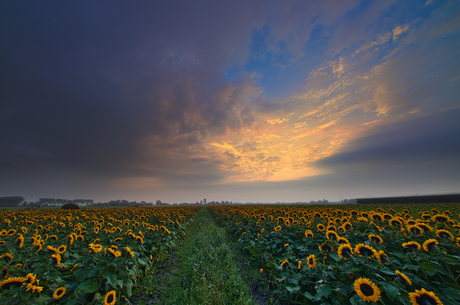 Laatste zonnebloemveld