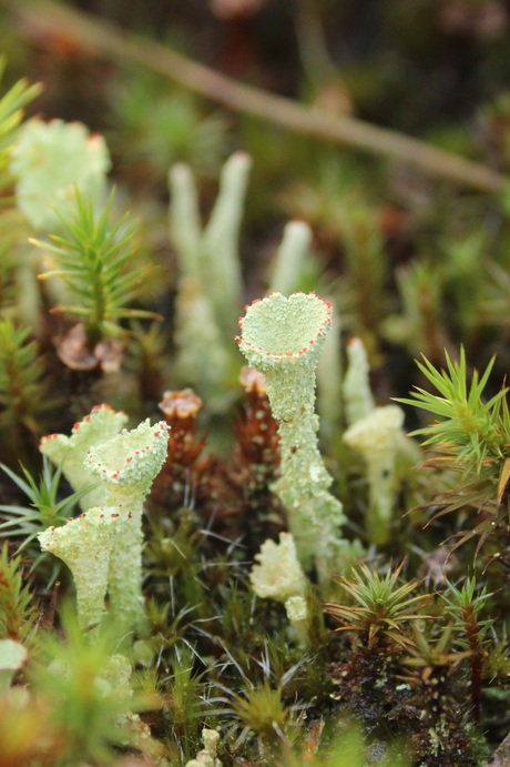 Cladonia