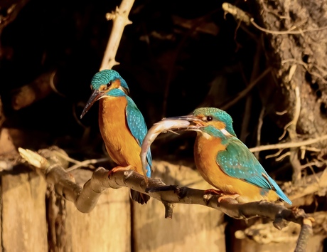 IJsvogel