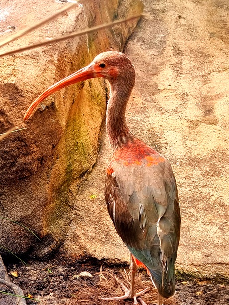 Rode ibis