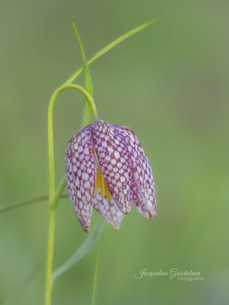 Kievitsbloem, lente kracht en pracht