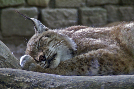 welterusten
