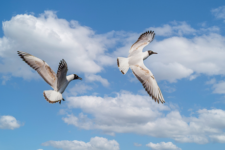 Kokmeeuwen in vogelvlucht