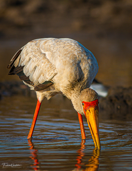 Yellow- billed Stork