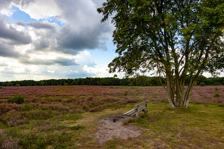 Op de heide 