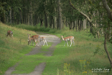 Overstekend wild