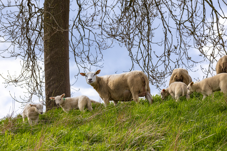 Lammetjes