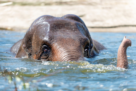 Olifant zwemmen