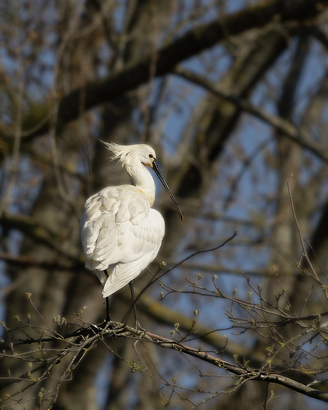 Met de wind door mijn veren!