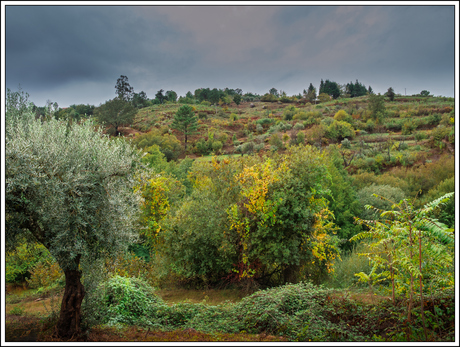 De eerste herfstkleuren