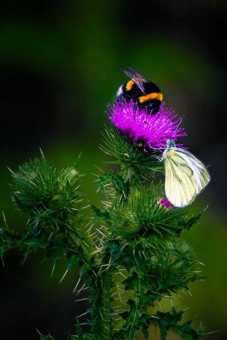 Insecten op een bloem