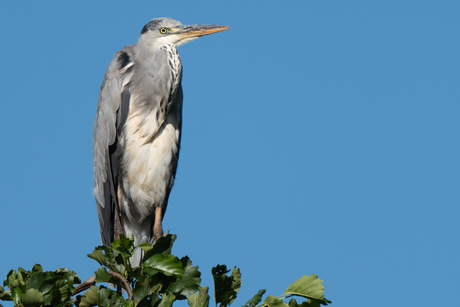 Blauwe Reiger