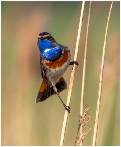 Nieuwsgierige Blauwborst.