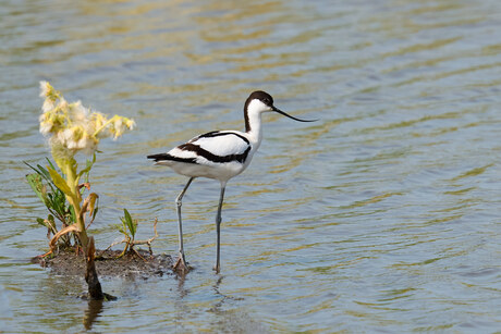 Avocet