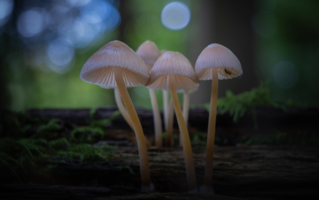Groepje mycena's