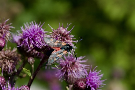 Zygaena trifolii