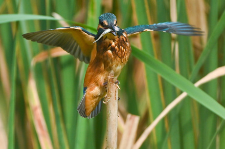 Ijsvogel met vis