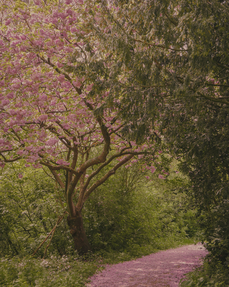 Het roze pad