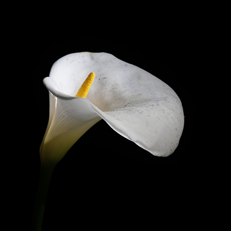 Hommage aan Mapplethorpe