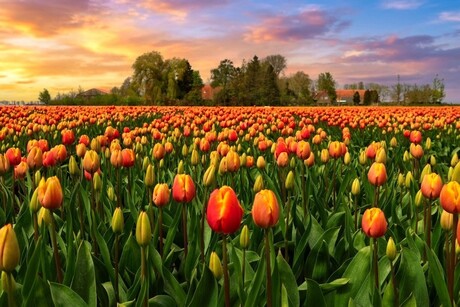 Oranje tulpen