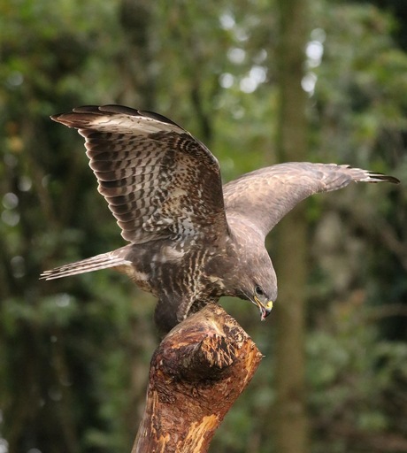 Buizerd