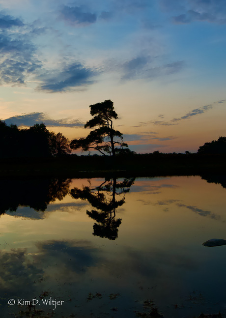 mooiste boom reflextie