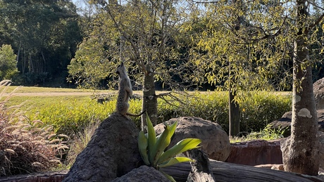 Australia Zoo (Steve Erwin Zoo)