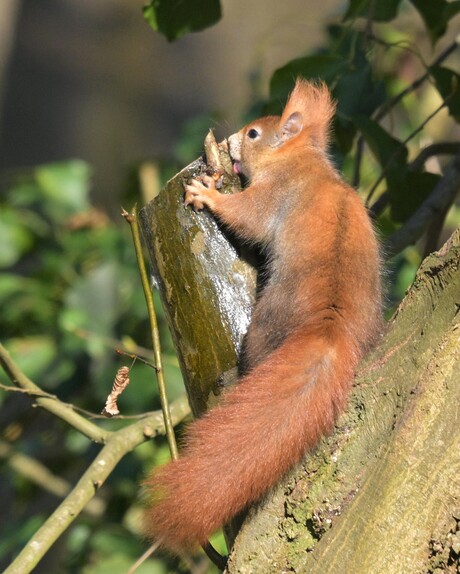 Likkend Eekhoorn.