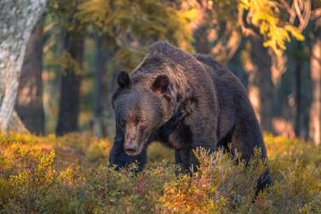 Bruine beer in de bossen van Finland