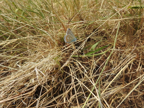 Icarus Blauwtje