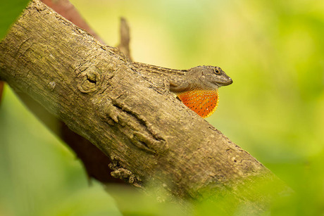 Roodkeel Anolis