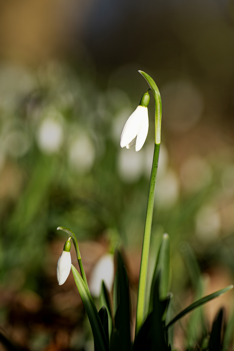 De lente,